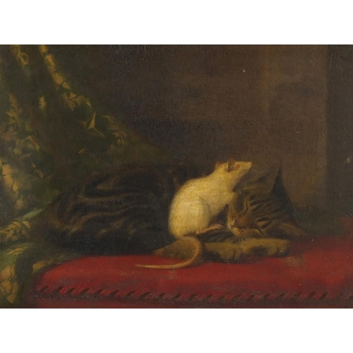 1033 - J M Pavkis ? 19th century oil on canvas white rat on a sleeping cat, mounted and framed, 37cm x 28cm