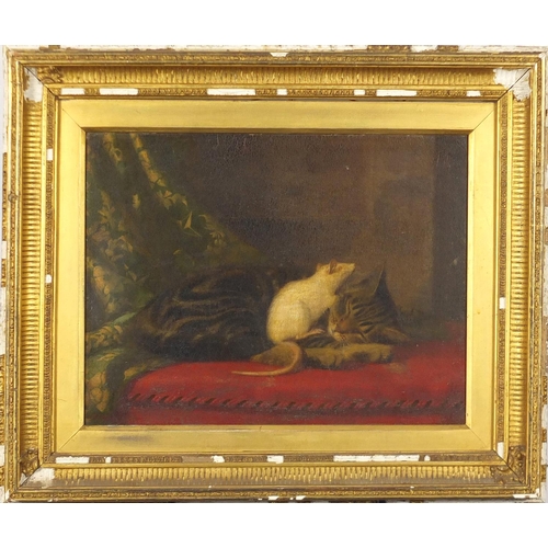 1033 - J M Pavkis ? 19th century oil on canvas white rat on a sleeping cat, mounted and framed, 37cm x 28cm
