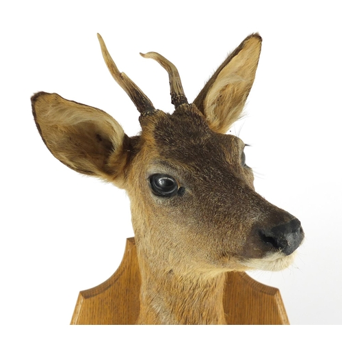 86 - Taxidermy deer head with oak shield back, overall 55cm high