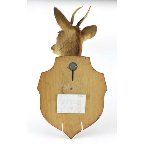 86 - Taxidermy deer head with oak shield back, overall 55cm high