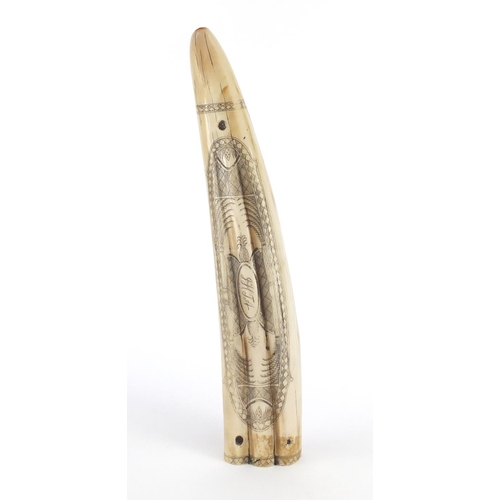 2544 - Scrimshaw style cribbage board in the form of a tusk, 31cm in length