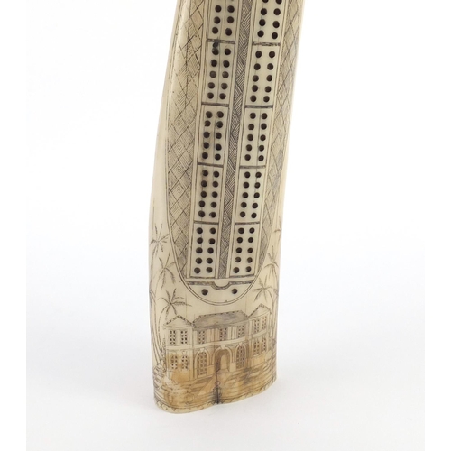 2544 - Scrimshaw style cribbage board in the form of a tusk, 31cm in length