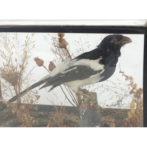 64 - Two taxidermy birds with glazed display cases - magpie and woodpecker, each case 30cm wide