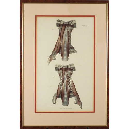 100 - Anatomical lith print, William Fairland, mounted and framed, 48cm x 29cm