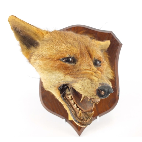 86 - Taxidermy interest fox head on oak shield back and silver mounted tail, the head impressed P Spicher... 