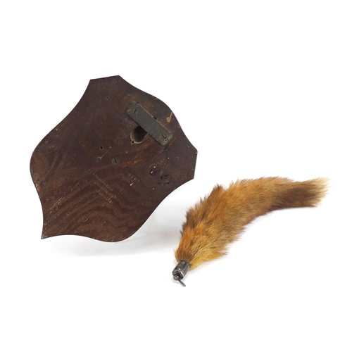86 - Taxidermy interest fox head on oak shield back and silver mounted tail, the head impressed P Spicher... 