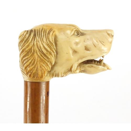 152 - Malacca walking stick with carved ivory handle in the form of a dogs head, 91cm in length