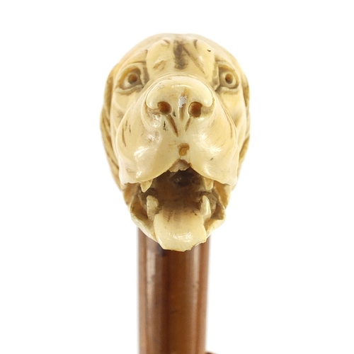 152 - Malacca walking stick with carved ivory handle in the form of a dogs head, 91cm in length