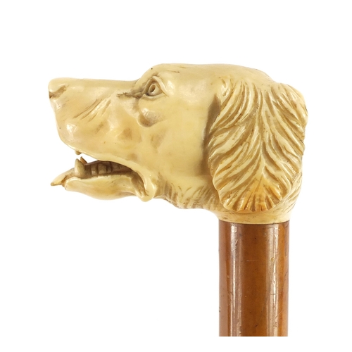 152 - Malacca walking stick with carved ivory handle in the form of a dogs head, 91cm in length