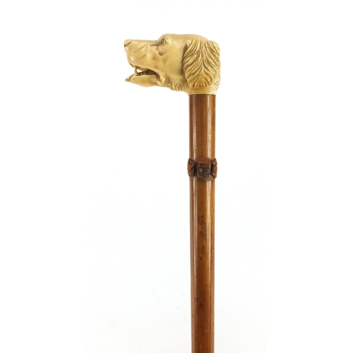 152 - Malacca walking stick with carved ivory handle in the form of a dogs head, 91cm in length