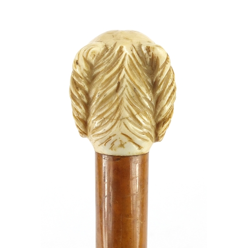 152 - Malacca walking stick with carved ivory handle in the form of a dogs head, 91cm in length