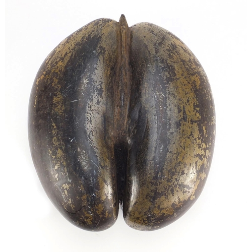 724 - Uncarved Coco De Mer nut (Lodoicea Maldivica) from The Seyshelles, 35cm in length