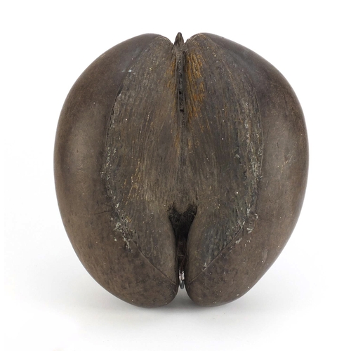 724 - Uncarved Coco De Mer nut (Lodoicea Maldivica) from The Seyshelles, 35cm in length