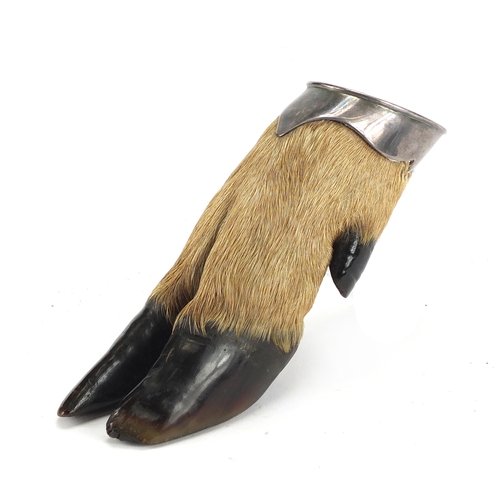 87 - Taxidermy interest deer's foot with silver coloured mount, engraved Rowland Ward of Piccadilly, 19.5... 
