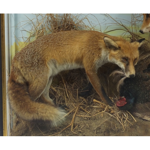 85 - Victorian taxidermy glazed display of two foxes with a pheasant, 91cm H x 122cm W x 31cm D