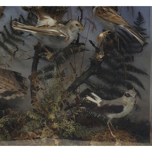 84 - Victorian taxidermy glazed display of birds in  including a Sparrow Hawk and Finches, 64cm H x 65cm ... 