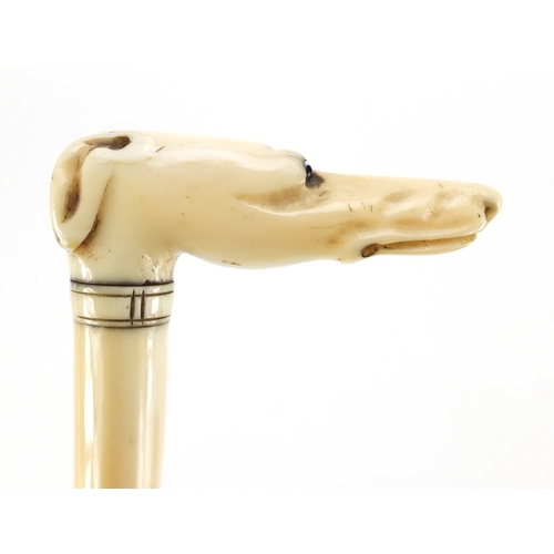 156 - Victorian carved ivory parasol handle in the form of a greyhound's head, with beaded eyes and silver... 