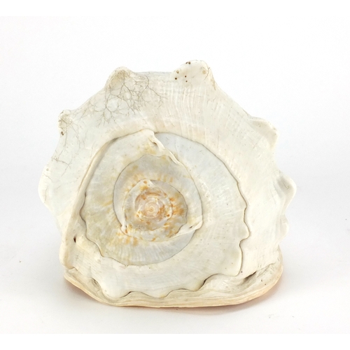 104 - 19th century conch shell finely carved with an oval panel of a classical female's head, 20cm in leng... 