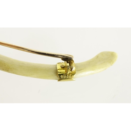 2811 - Antique tiger's baculum bone brooch with unmarked gold mount, housed in an Elkington & Co Regent Str... 