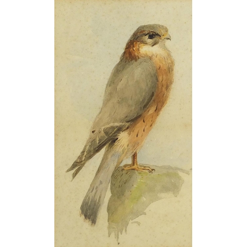 87 - G L Parsons - Kestrel perched on a rock, watercolour, inscribed verso, mounted and framed, 31cm x 18... 