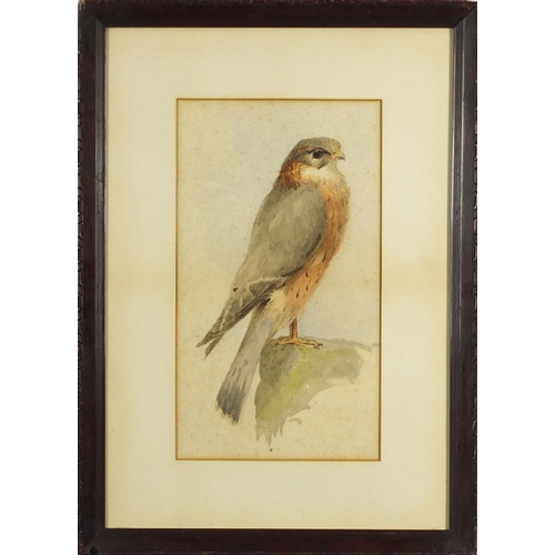 87 - G L Parsons - Kestrel perched on a rock, watercolour, inscribed verso, mounted and framed, 31cm x 18... 