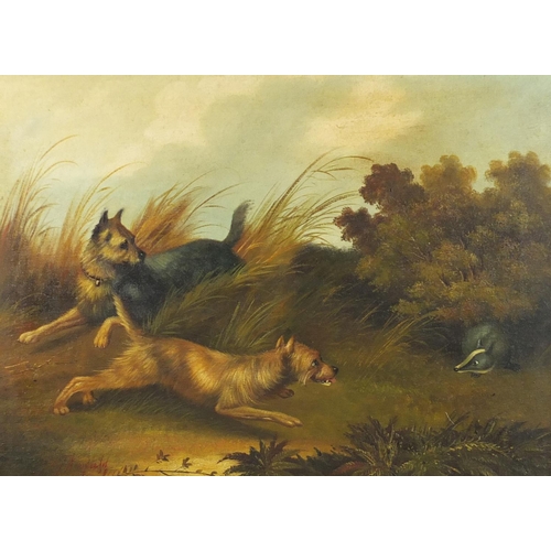 27 - Manner of G Armfield - Two terriers chasing a badger, oil on canvas, inscribed verso, 67cm x 49cm