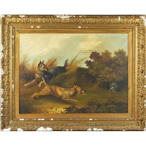 27 - Manner of G Armfield - Two terriers chasing a badger, oil on canvas, inscribed verso, 67cm x 49cm