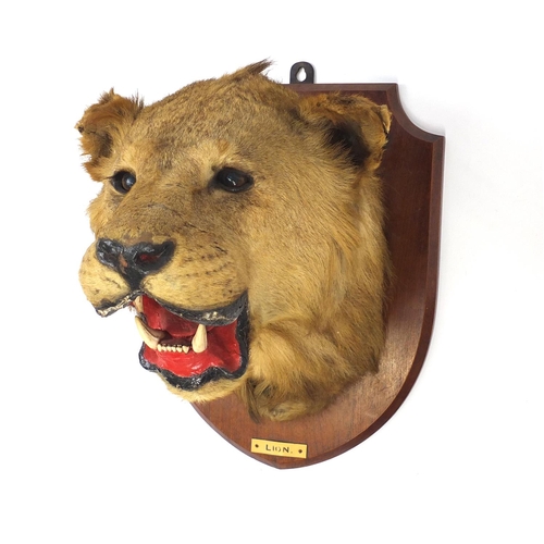 95 - Taxidermy lion's head with mahogany shield back, 50cm high