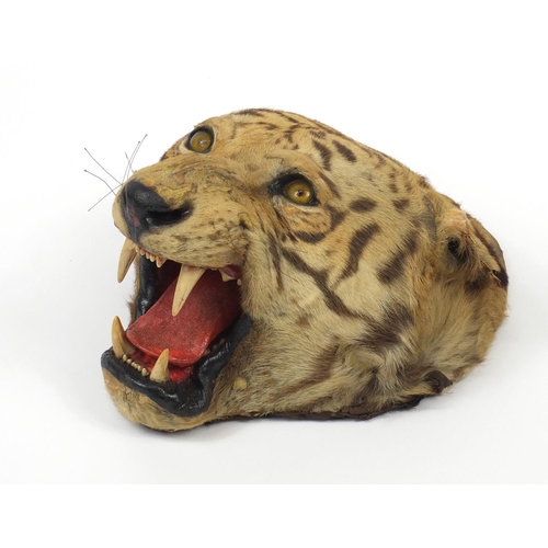 94 - Victorian taxidermy tiger's head by Rowland Ward of Piccadilly London, label to the reverse, 48cm hi... 