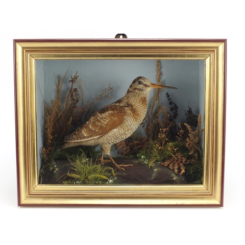 98 - Taxidermy glazed display of a woodcock, T E Gunn Naturists label to the reverse, 38.5cm H x 47cm W x... 