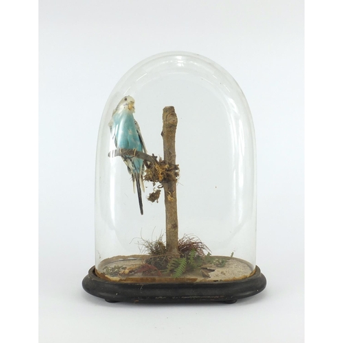 102 - Taxidermy budgie housed under a glass dome with ebonised base, 36cm high