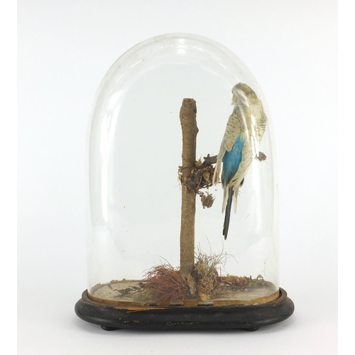 102 - Taxidermy budgie housed under a glass dome with ebonised base, 36cm high