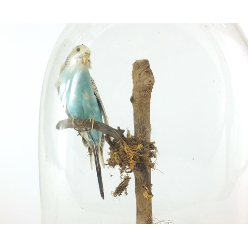 102 - Taxidermy budgie housed under a glass dome with ebonised base, 36cm high