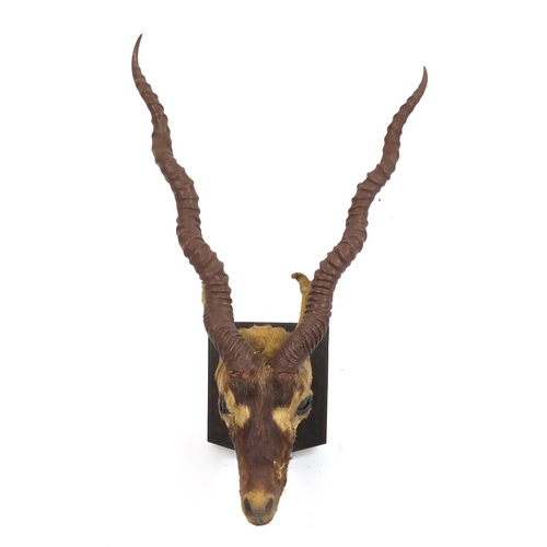 97 - Taxidermy gazelle head on an oak shield back, 65cm high
