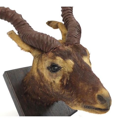 97 - Taxidermy gazelle head on an oak shield back, 65cm high