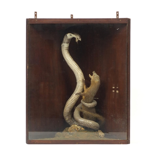 101 - Taxidermy glazed display of a cobra and weasel, overall 64cm H x 53cm W x 27cm D