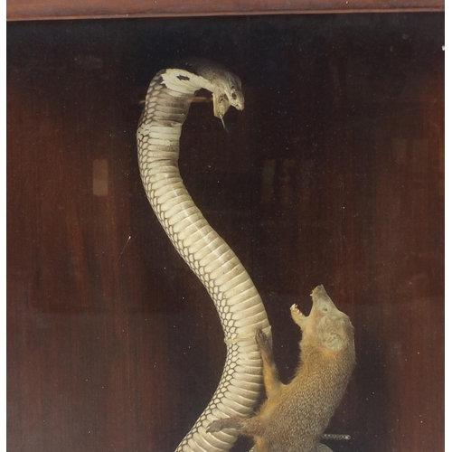 101 - Taxidermy glazed display of a cobra and weasel, overall 64cm H x 53cm W x 27cm D