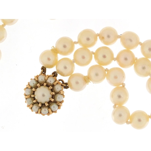 701 - Three string pearl necklace with 9ct gold clasp, 36cm in length, 90.0g