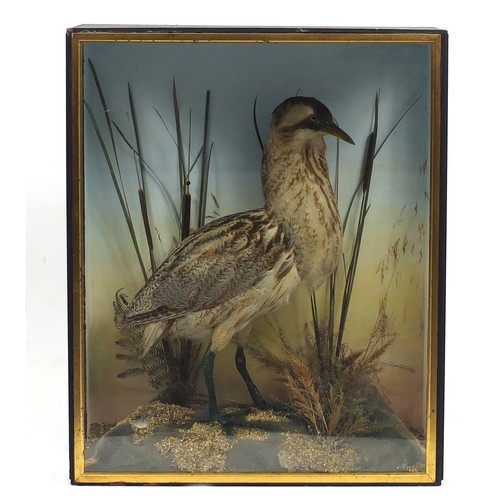 99 - Taxidermy glazed display of a Great Bittern amongst a naturalistic setting, 75cm H x 62cm W x 28cm D