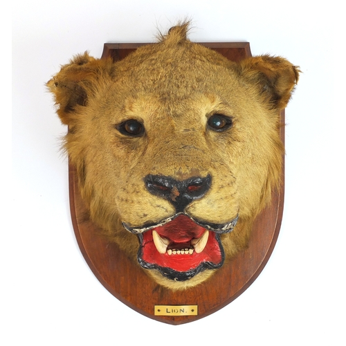 95 - Taxidermy lion's head with mahogany shield back, 50cm high