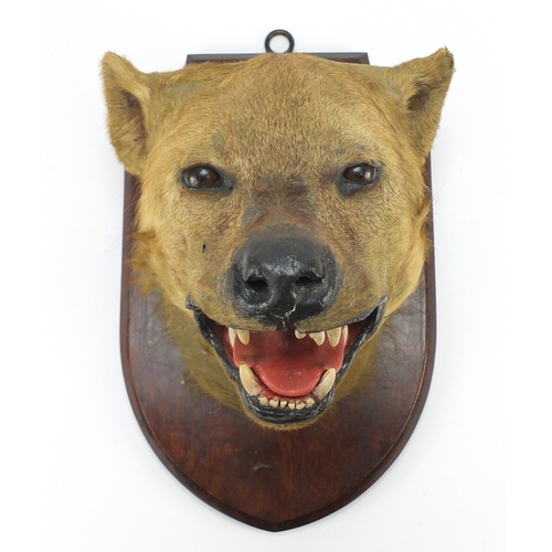 96 - Taxidermy hyena head mounted on an oak shield back, with Edward Gerrard & Sons Taxidermist label to ... 