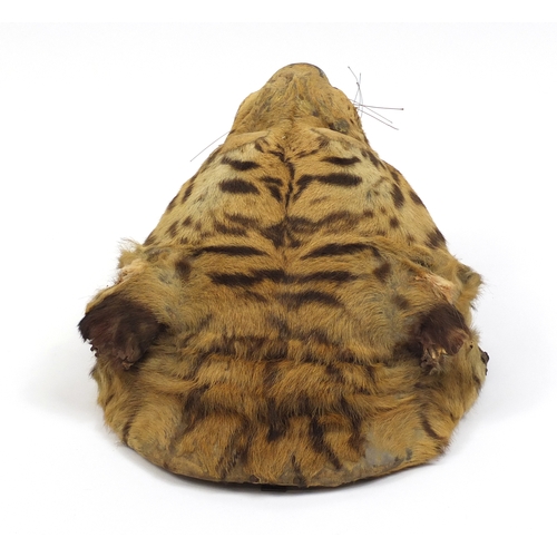 94 - Victorian taxidermy tiger's head by Rowland Ward of Piccadilly London, label to the reverse, 48cm hi... 