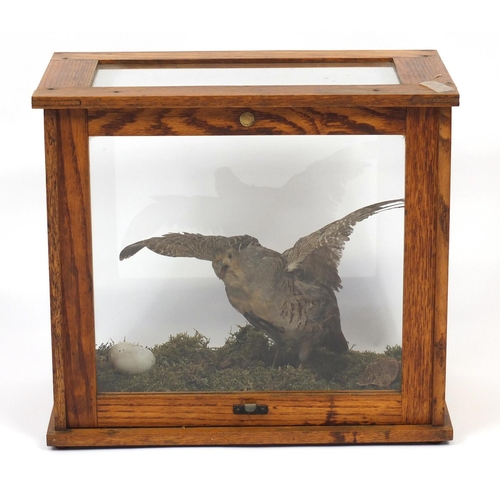 138 - Taxidermy glazed display of a quail, Harris Birmingham,  40.5cm H x 45.5cm W x 25.5cm D