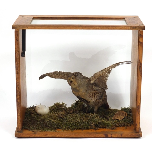 138 - Taxidermy glazed display of a quail, Harris Birmingham,  40.5cm H x 45.5cm W x 25.5cm D