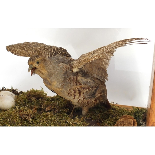 138 - Taxidermy glazed display of a quail, Harris Birmingham,  40.5cm H x 45.5cm W x 25.5cm D