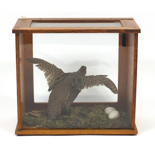 138 - Taxidermy glazed display of a quail, Harris Birmingham,  40.5cm H x 45.5cm W x 25.5cm D