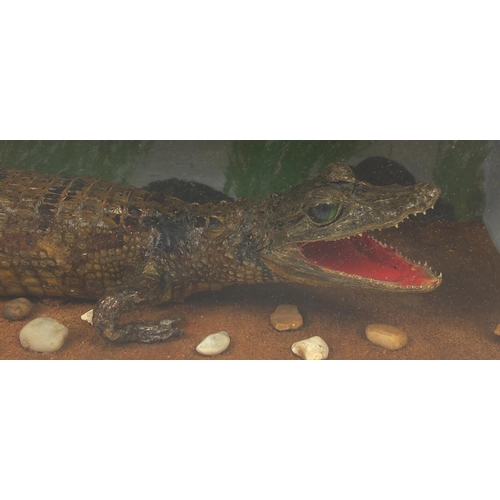 139 - Taxidermy glazed display of an alligator and dragonfly, 27cm H x 58.5cm W x 19.5cm D