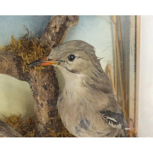 137 - Taxidermy glazed display of two jay birds, titled Twins by J A Coleclough, 38cm H x 29.5cm W x 17cm ... 