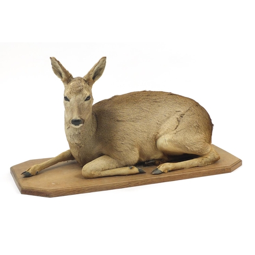 135 - Taxidermy deer on an oak base, 99cm wide