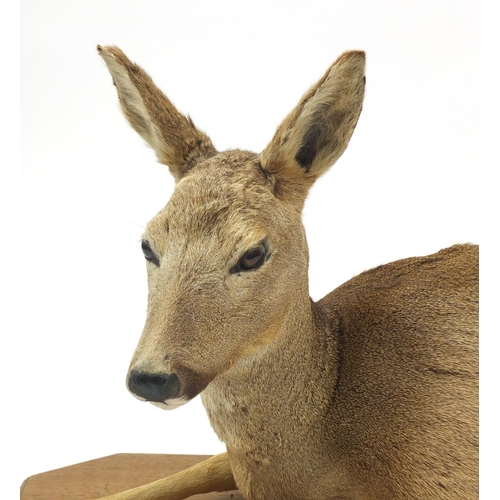 135 - Taxidermy deer on an oak base, 99cm wide